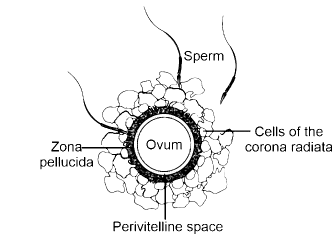 NEET 2026 Biology - Human Reproduction Question 6 English Explanation