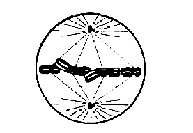 NEET 2013 (Karnataka) Biology - Cell Cycle and Cell Division Question 48 English