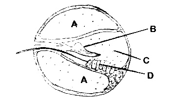 AIPMT 2008 Biology - Neural Control and Coordination Question 18 English
