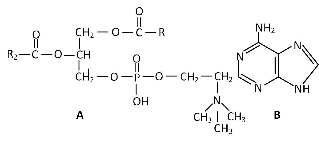 AIPMT 2011 Prelims Biology - Biomolecules Question 79 English