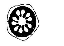 AIPMT 2011 Mains Biology - Morphology of Flowering Plants Question 39 English Option 4