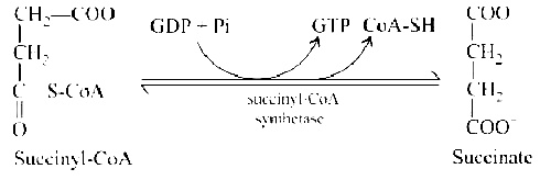 NEET 2020 Phase 1 Biology - Respiration in Plants Question 20 English Explanation